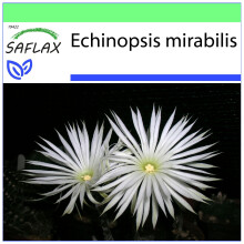SAFLAX Garden to go - Seeigelkaktus - Echinopsis - 40 Samen