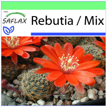 SAFLAX Garden to go - Zwergkaktus - Rebutia - 40 Samen