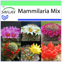 SAFLAX Garden to go - Mammilaria - Mammilaria - 40 Samen