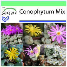 SAFLAX Garden to go - Blühende Steine - Conophytum - 40 Samen