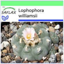 SAFLAX - Garden to go - Peyote - 20 seeds - With pot, climate lid and growing substrate - Lophophora williamsii