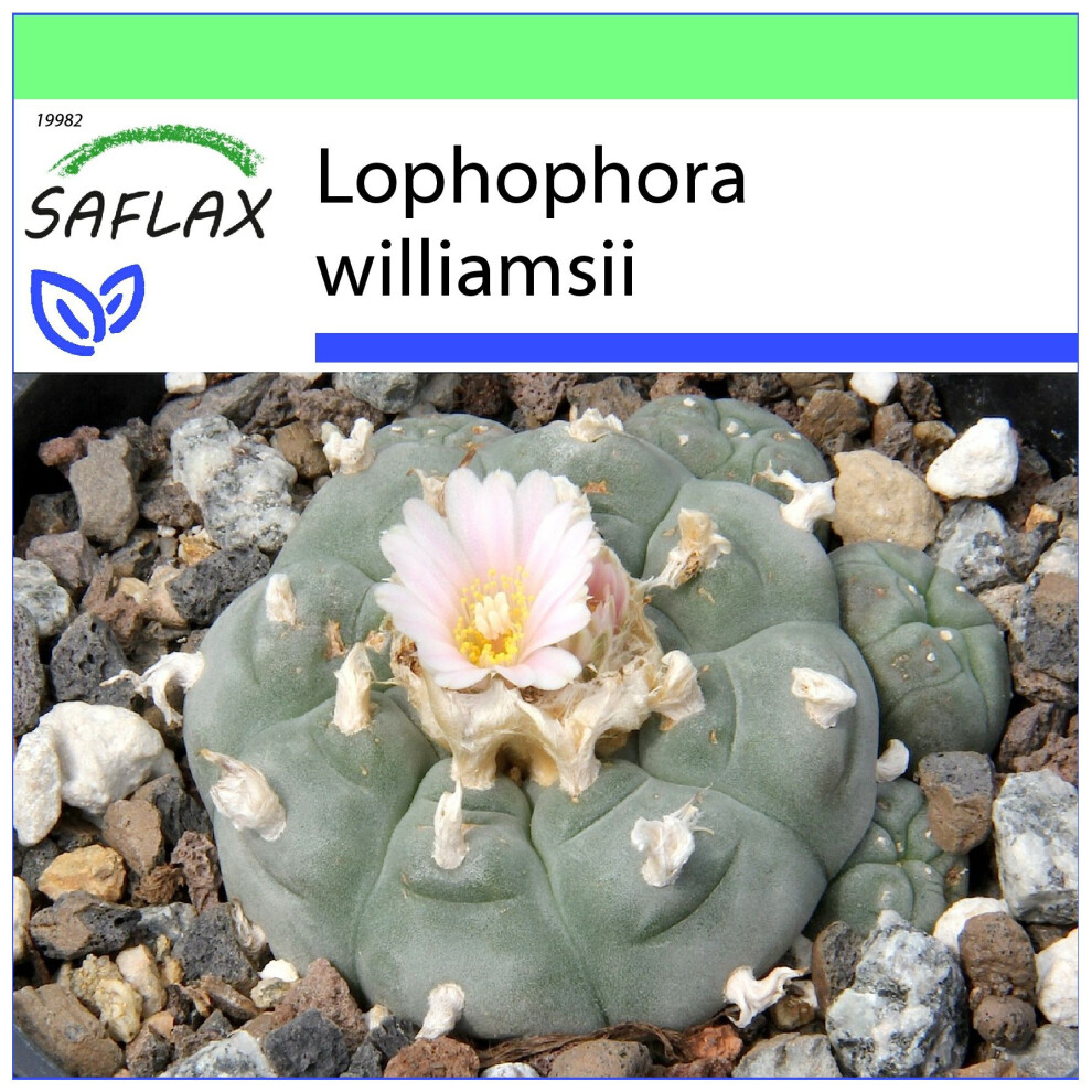 Saflax - Garden To Go - Peyote - 20 Seeds - With Pot, Climate Lid And Growing Substrate - Lophophora Williamsii