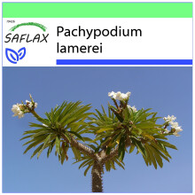 SAFLAX Garden to go - Madagascarpalme - Pachypodium - 10 Samen