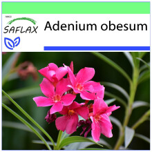 SAFLAX Garden to go - Wüstenrose - Adenium - 8 Samen