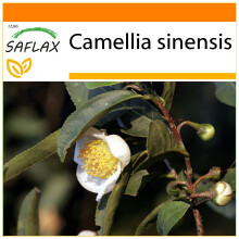 SAFLAX Garden in the bag - Teestrauch - Camellia - 6 Samen