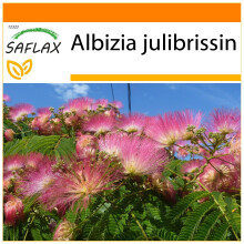 SAFLAX Garden in the bag - Albero della seta - 50 semi - Albizia
