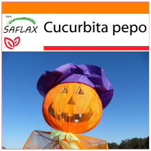SAFLAX Garden in the bag - Zucca - Zucca Lanterna - 10 semi - Cucurbita