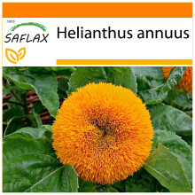 SAFLAX - Garden in the bag - Dwarf Sunflower - 40 seeds - With growing substrate in a practical, self-erecting bag - Helianthus annuus