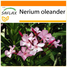 SAFLAX - Garden in the bag - Oleander - 50 seeds - With growing substrate in a practical, self-erecting bag - Nerium oleander