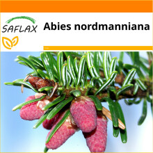 SAFLAX - Garden in the bag - Nordmann fir - 20 seeds - With growing substrate in a practical, self-erecting bag - Abies nordmanniana