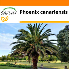 SAFLAX Garden in the bag - Palmera datilera canaria - 10 semillas - Phoenix