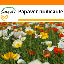 SAFLAX - Garden in the bag - Iceland poppy mix - 8000 seeds - With growing substrate in a practical, self-erecting bag - Papaver nudicaule