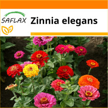 SAFLAX - Garden in the bag - Zinnia Mix - 50 seeds - With growing substrate in a practical, self-erecting bag - Zinnia elegans