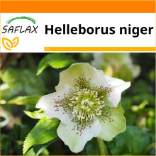 SAFLAX Garden in the bag - Rosa blanca de navidad - 6 semillas - Helleborus