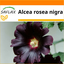 SAFLAX - Garden in the bag - Black hollyhock - 100 seeds - With growing substrate in a practical, self-erecting bag - Alcea rosea nigra
