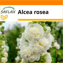 SAFLAX - Garden in the bag - White hollyhock - 100 seeds - With growing substrate in a practical, self-erecting bag - Alcea rosea