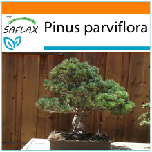SAFLAX Garden in the bag - Mädchenkiefer - Pinus - 12 Samen