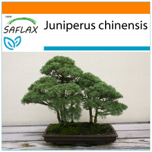 SAFLAX Garden in the bag - Wacholder - Juniperus - 30 Samen