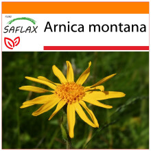 SAFLAX - Garden in the bag - Arnica des montagnes - 40 graines - Avec substrat de culture dans un sac pratique à montage automatique - Arnica montana