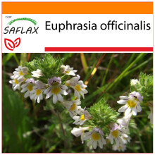 SAFLAX Garden in the bag - Eufrasia officinale - 200 semi - Euphrasia