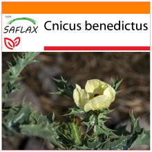 SAFLAX - Garden in the bag - St. Benedict's thistle - 50 seeds - With growing substrate in a practical, self-erecting bag - Cnicus benedictus
