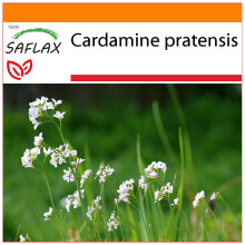 SAFLAX - Garden in the bag - Cuckooflower - 100 seeds - With growing substrate in a practical, self-erecting bag - Cardamine pratensis