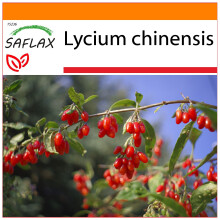 SAFLAX - Garden in the bag - Goji berry - 200 seeds - With growing substrate in a practical, self-erecting bag - Lycium chinensis