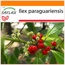 SAFLAX Garden in the bag - Erba Mate - 10 semi - Ilex