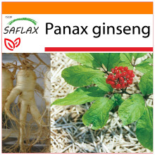 SAFLAX - Garden in the bag - Ginseng coréen - 10 graines - Avec substrat de culture dans un sac pratique à montage automatique - Panax ginseng