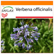 SAFLAX - Garden in the bag - Verveine - 250 graines - Avec substrat de culture dans un sac pratique à montage automatique - Verbena officinalis