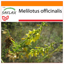 SAFLAX - Garden in the bag - Mélilot - 250 graines - Avec substrat de culture dans un sac pratique à montage automatique - Melilotus officinalis