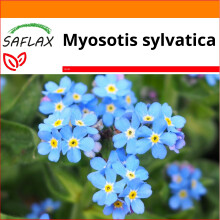 SAFLAX - Garden in the bag - Forget Me Not - 150 seeds - With growing substrate in a practical, self-erecting bag - Myosotis sylvatica