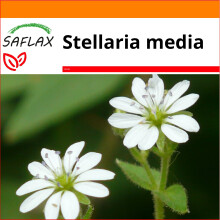 SAFLAX - Garden in the bag - Chickweed - 1000 seeds - With growing substrate in a practical, self-erecting bag - Stellaria media