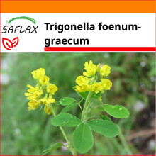 SAFLAX - Garden in the bag - Fenugreek - 100 seeds - With growing substrate in a practical, self-erecting bag - Trigonella foenum-graecum