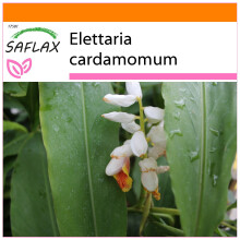SAFLAX - Garden in the bag - Cardamome - 20 graines - Avec substrat de culture dans un sac pratique à montage automatique - Elettaria cardamomum