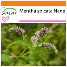SAFLAX Garden in the bag - Menta spicata Nana - 500 semi - Mentha