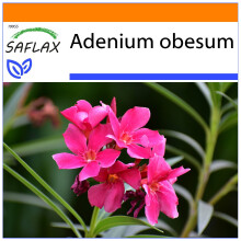 SAFLAX - Garden in the bag - Rose du désert - 8 graines - Avec substrat de culture dans un sac pratique à montage automatique - Adenium obesum