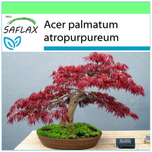 SAFLAX Garden to go - Arce japonés - 20 semillas - Acer