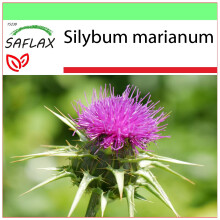 SAFLAX - Garden to go - Chardon-Marie - 75 graines - Avec pot, couvercle climatique et substrat de culture - Silybum marianum