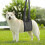 Dog Harness - Helps Older Dogs with Reduced Mobility, Arthritis ACL Black S 2