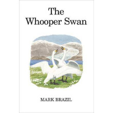 The Whooper Swan