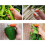 2x Fruit U0026 Vegetable Picker Thumb Silicone Thumb Cutter Set Gardening Tool 2