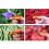 2x Fruit U0026 Vegetable Picker Thumb Silicone Thumb Cutter Set Gardening Tool 5