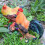 Creative Chicken Figurine 6