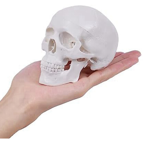 Mini Human Skull Model, 3 Parts Anatomical Skull Model 1