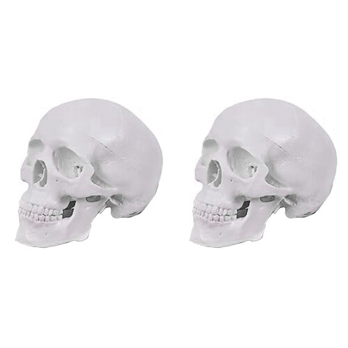 Mini Human Skull Model, 3 Parts Anatomical Skull Model