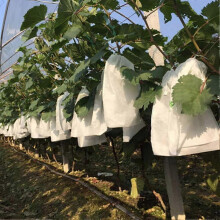 (As show, One size) 100 Pcs Garden Grapes Fruit Protection Bag Fruit Forest Vegetable Bed Flower Pest Control Mesh Bag Insect Isolation Net Barrier Bag (180 * 200mm, Whit