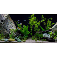 Awert Vinyl Underwater Aquatic Plant Fish Tank Baggrund Stone River Bed & Lake Aquarium Baggrund 30x18 inches