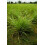 doTERRA doTERRA - Essenti?le olie van citroengras - 15 ml 3