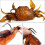 (As show, One size) 3D simulation simulation crab bait 4